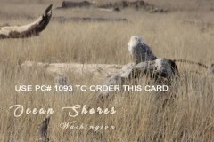 PC 1093 Snowy Owls in OS TN